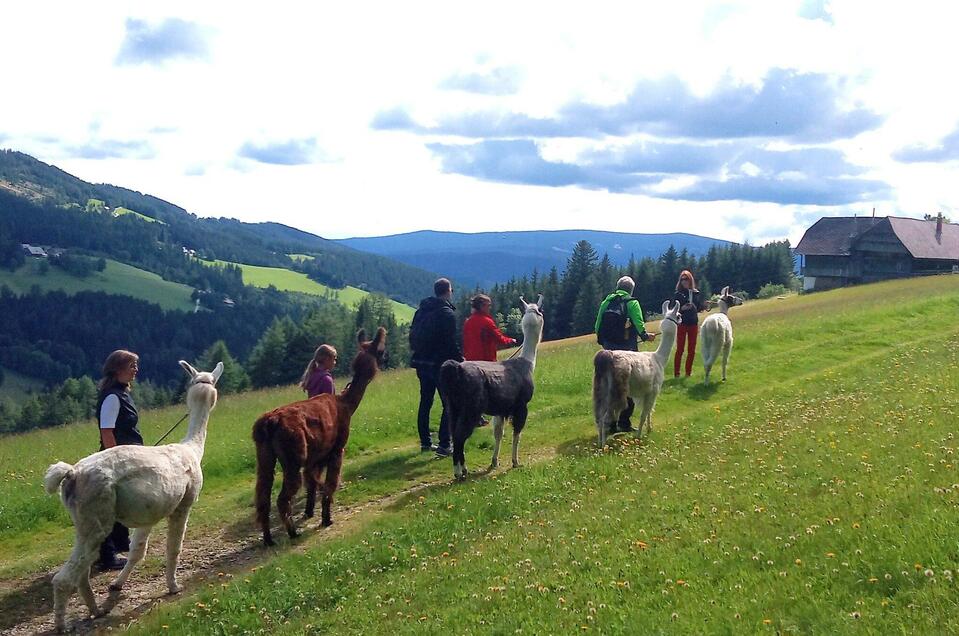 Lama Touren auf der Alm in Hirschegg Pack Region Graz